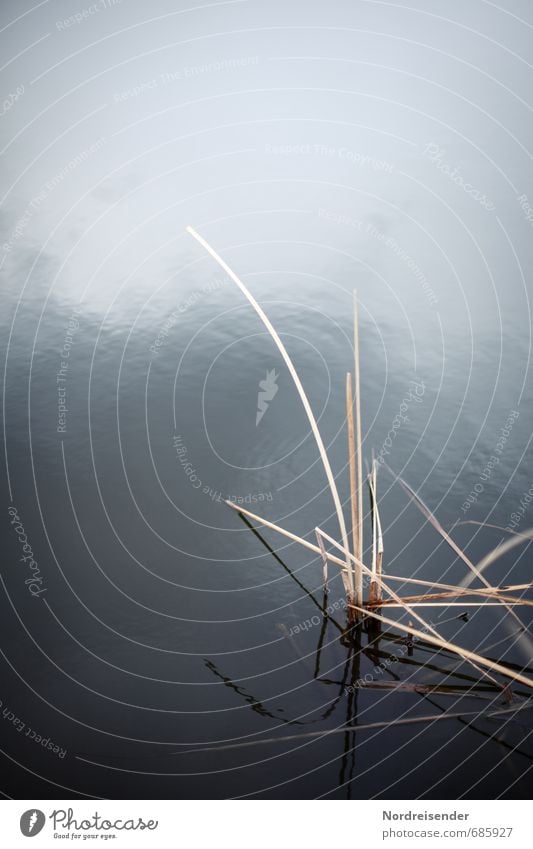 At the lake Senses Calm Nature Plant Water Lakeside Pond To dry up Blue Brown Loneliness Eternity Stagnating Moody Common Reed Still Life Blade of grass