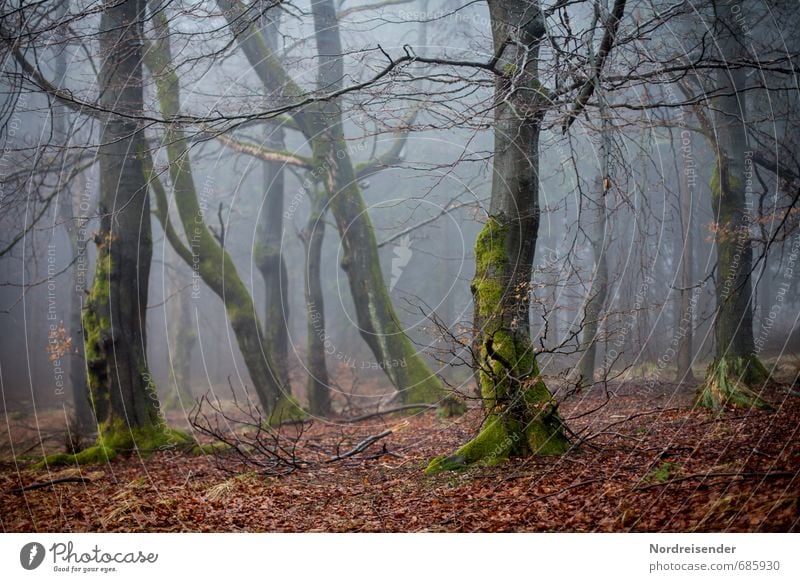 witch wood Trip Hiking Agriculture Forestry Weather Fog Tree Moss Lanes & trails Growth Threat Dark Creepy Fear Loneliness Nature Stagnating Moody Headstrong