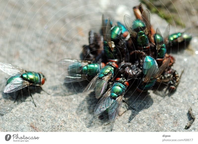 predator feeding Meal Green Accumulation Disgust Appetite Macro (Extreme close-up) Stone floor Flying Nature