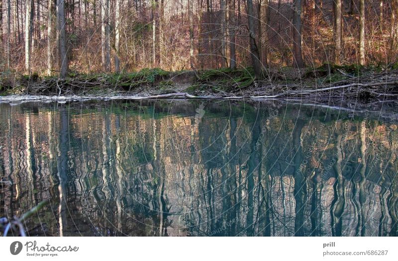 riverside scenery Environment Nature Landscape Water Spring Tree Forest River bank Brook Stone Glittering Fresh Natural Idyll Environmental protection