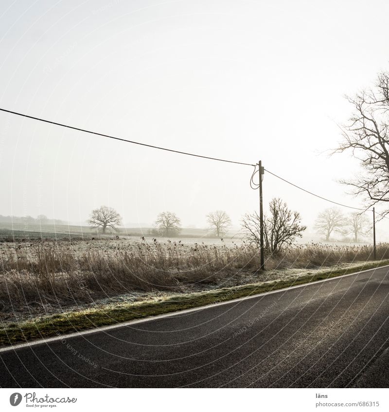 Weather l Early mist Environment Nature Landscape Sky Fog Tree Field Transport Traffic infrastructure Street Lanes & trails Gray Beginning Vacation & Travel