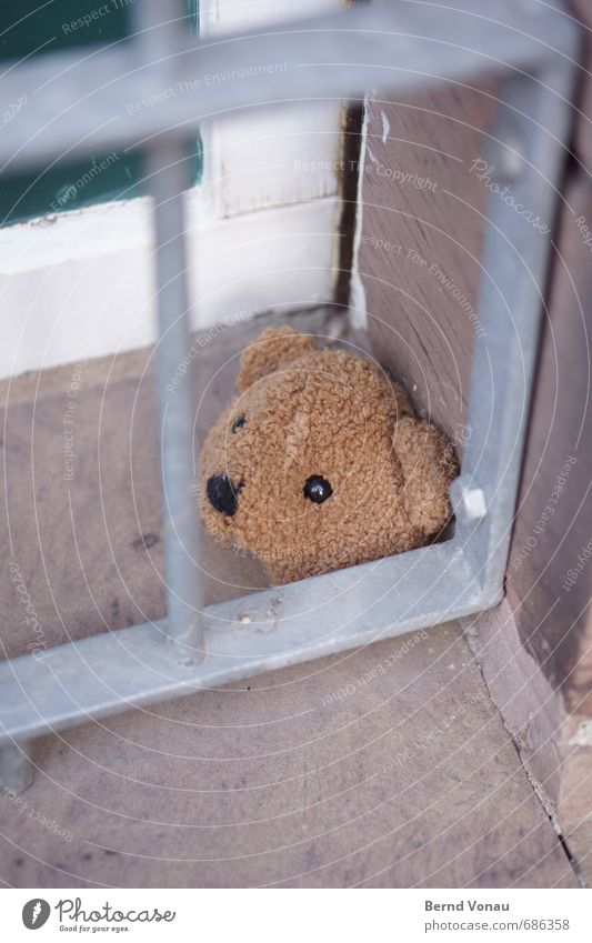 SEPARATED. Headless Divide Broken Teddy bear Toys Grating Window Building Window board Eyes Black Brown Silver Looking Blur Exterior shot Day Copy Space bottom