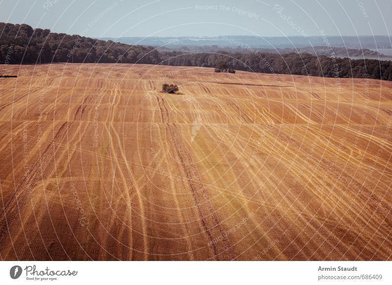 Harvest time II Environment Nature Landscape Earth Cloudless sky Climate Agricultural crop Field Work and employment To dry up Simple Gloomy Dry Yellow Moody