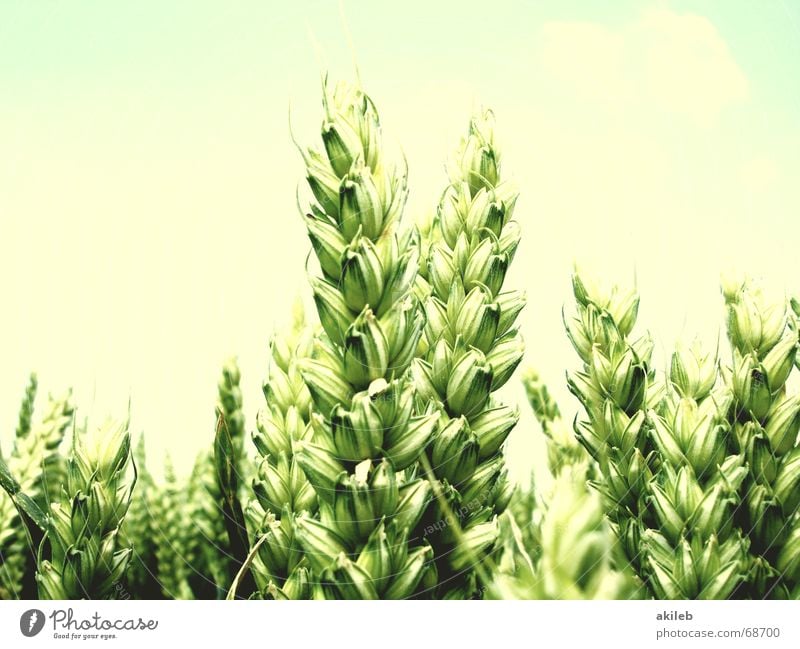 twins Twin 2 Field Wheat Summer Yellow Green Calm Agriculture Relaxation Sky Pallid Hope Wheat ear Ear of corn Double exposure Grain Blue relaxed Wind Weather