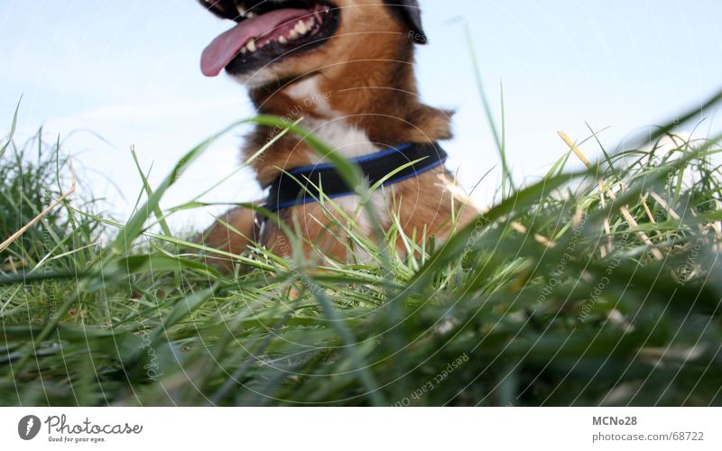 Margaret Dog Grass Green Exhaustion Meadow Break Tongue