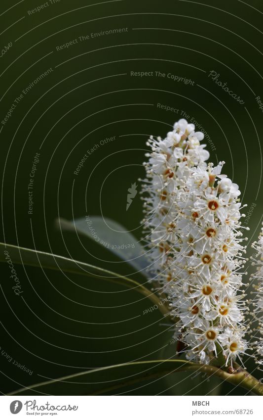 twin Flower Plant Blossom White Yellow Green 2 Stalk