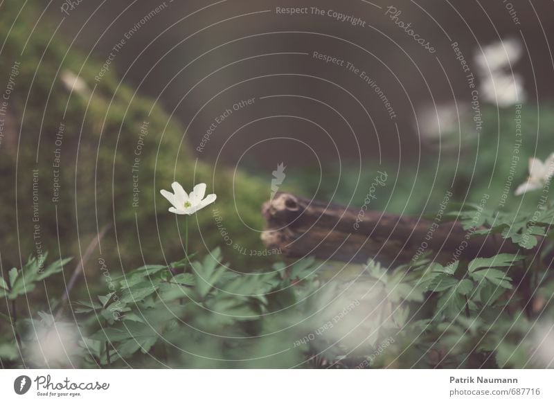 Wood anemone in the forest Environment Nature Plant Spring Climate change Beautiful weather Tree Grass Moss Fern Leaf Blossom Foliage plant Forest Breathe Touch