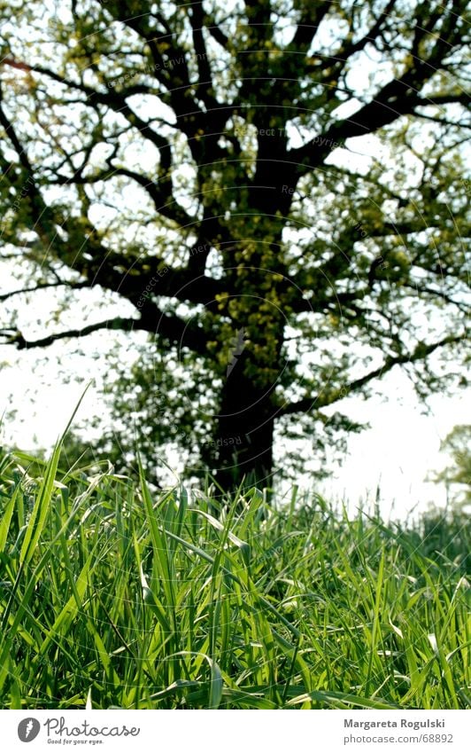 green grass Grass Tree Green Meadow Blade of grass Nature Pasture Exterior shot