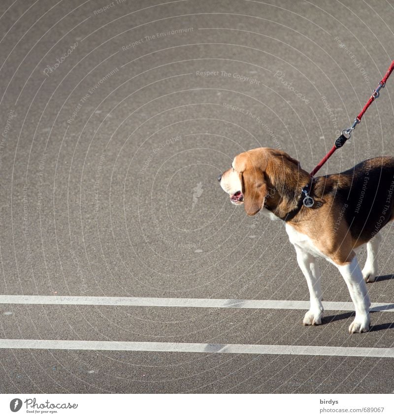 Beagle photo Street Asphalt Dog 1 Animal Line Observe Stand Esthetic Funny Positive Love of animals Dog lead Partially visible Colour photo Exterior shot