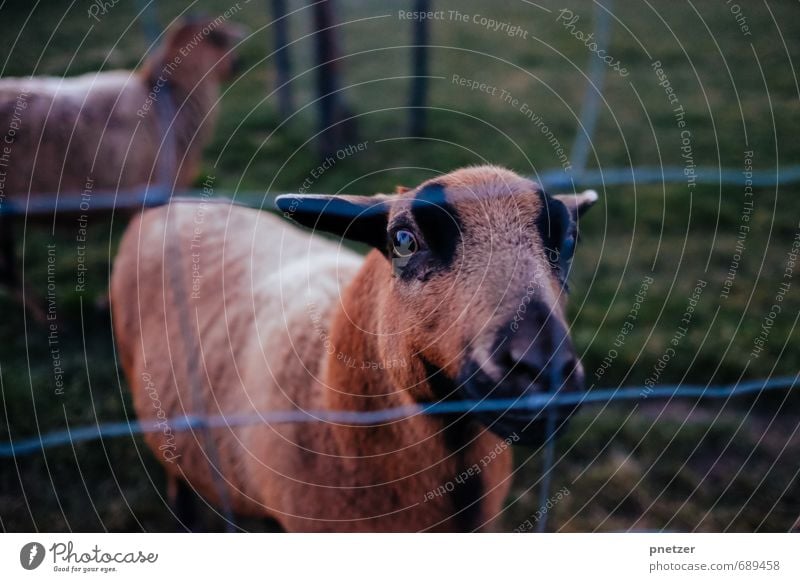 Goats staring at humans Leisure and hobbies Vacation & Travel Trip Adventure Environment Nature Animal Farm animal Zoo Petting zoo 2 Stand Freedom Joy