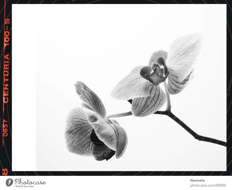 orchidäles2 Orchid Flower Blossom Plant Black White Fragile Delicate Asia Blossoming Black & white photo questionable Bright Nature