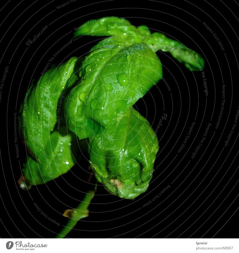 Basil Dragon Plant Green Drops of water Black Herbs and spices Macro (Extreme close-up) Vegetable