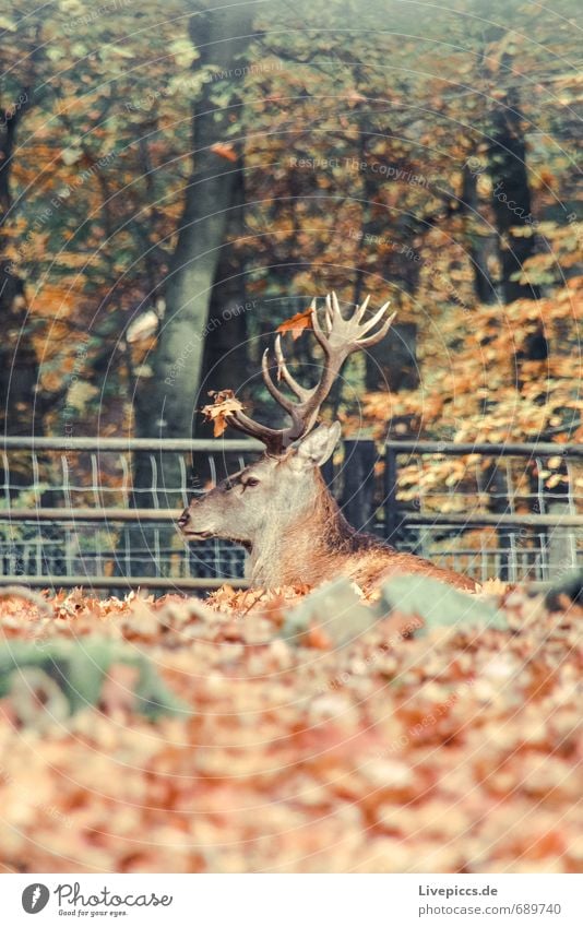 a deer Environment Nature Landscape Plant Tree Bushes Leaf Foliage plant Wild plant Park Animal Wild animal Deer head Red deer 1 Looking Sit Together Serene