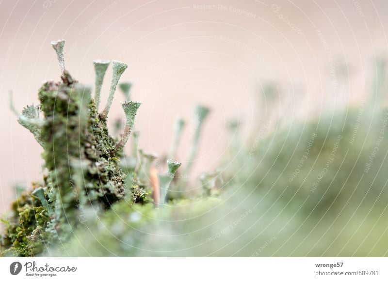 forest trumpets Nature Plant Spring Gray Green Forest Woodground Lichen Mushroom Macro (Extreme close-up) trumpet braiding symbiotic symbiotic community