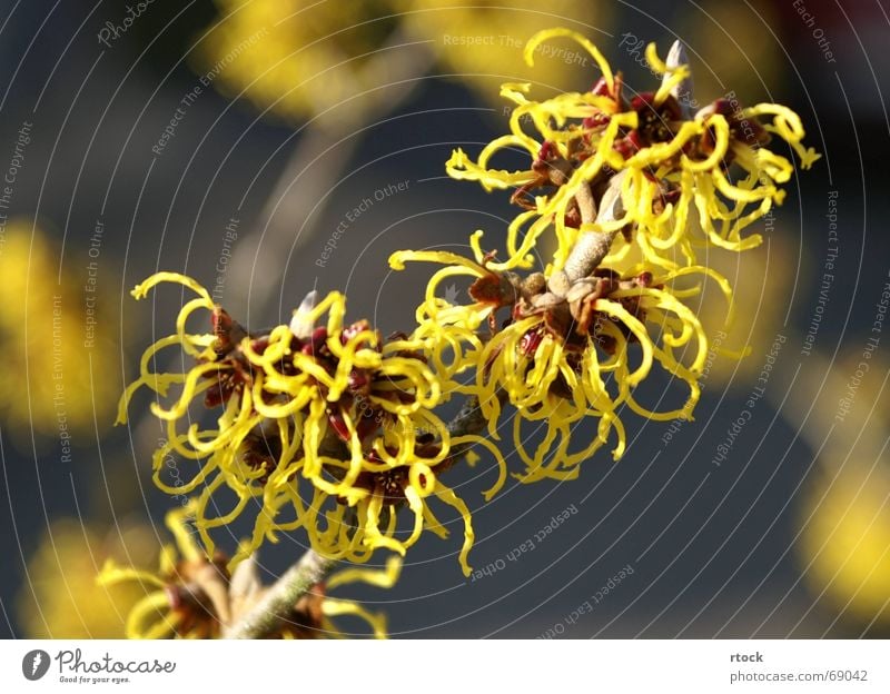 witch hazel flower (Hamamelis) Flower Bushes Hamamelis japonica Spring Bizarre hamamelis mollis Macro (Extreme close-up) Nature