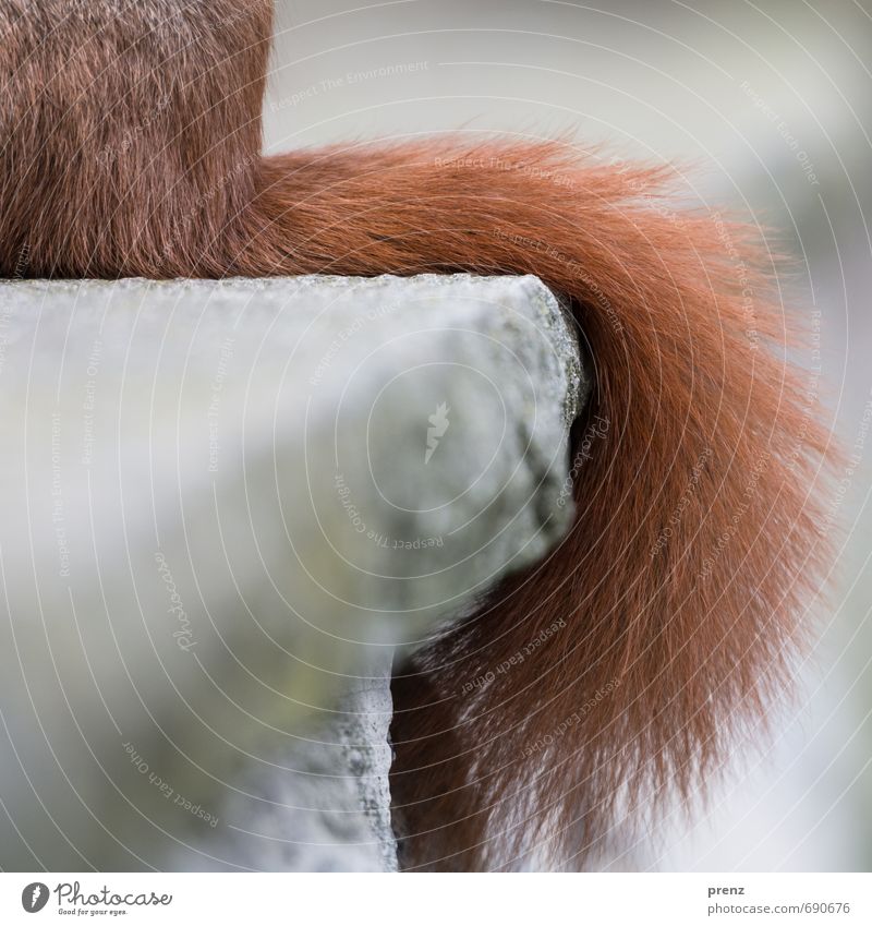 squirrels Environment Nature Animal Wild animal 1 Brown Gray Tails Squirrel Colour photo Exterior shot Close-up Detail Deserted Copy Space left Day