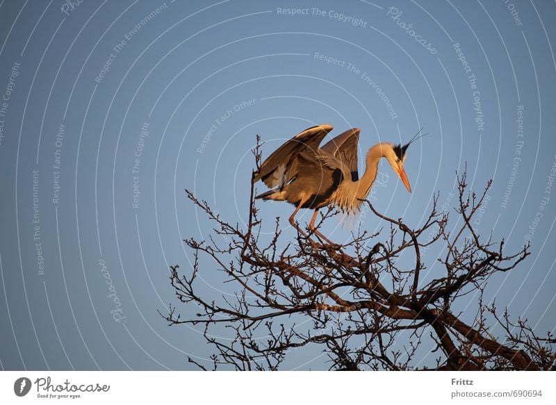 Grey Heron 1 Nature Animal Sky Cloudless sky Tree Wild animal Bird Grey heron Flying Above Blue Gray Orange Black White Movement big bird large wingspan