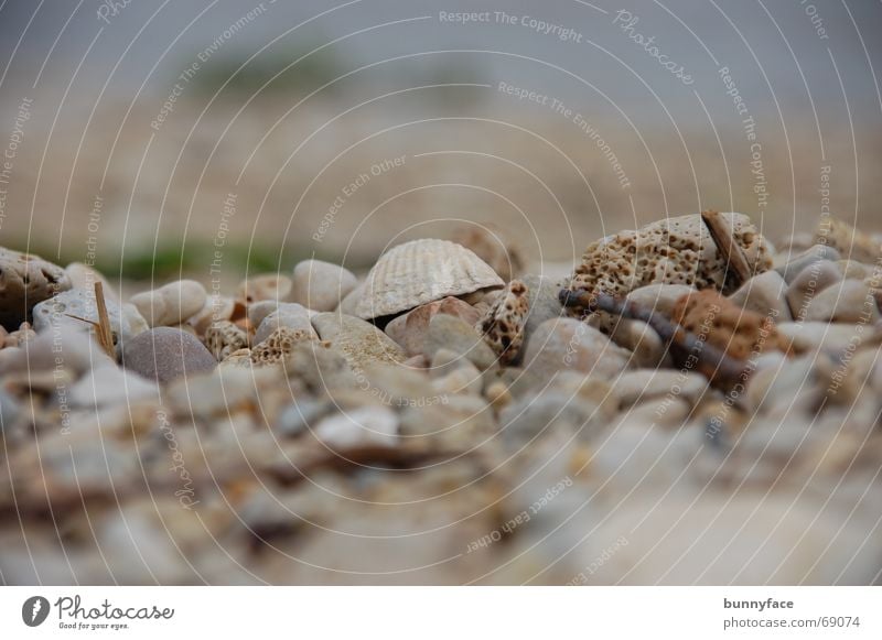 On the beach Mussel Beach Gray Ocean Gravel Pebble Pebble beach Croatia Trogir Loneliness Vacation & Travel Stone Water Adriatic Sea Search Hide between them