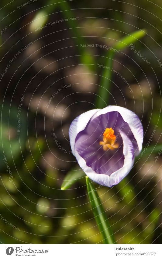 early bloomers Environment Nature Plant Spring Flower Crocus Garden Park Meadow Small Near Beautiful Spring fever Environmental protection Growth Flower meadow