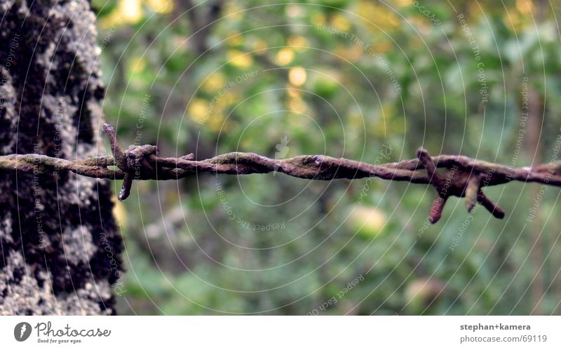 // Stone & Barbed Wire Fence Barbed wire Tree Apple tree Iron Steel Dangerous Fear Gray Red Green Brown old Thorn Metal Point Blue Rust mrred rusty Sharp thing