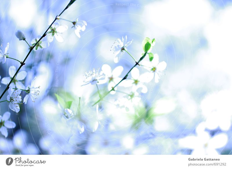 sea of flowers Nature Plant Flower Blossom Beautiful Yellow plum Fruit trees Bright luminescent Blue White Colour photo Exterior shot