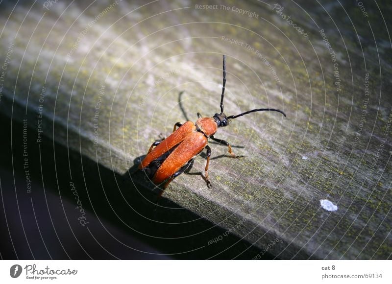 Beetles in the sunbeam Red Wood Table Insect Shadow