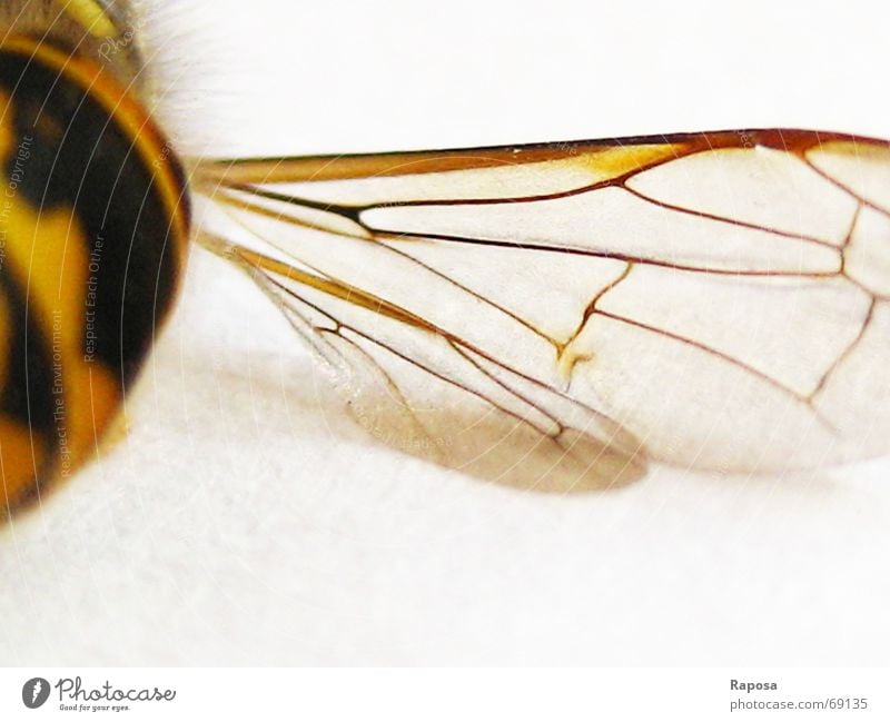 fine lines Animal Insect Hexapod Wasps Black Yellow Striped Bee Small Movement abdomen Wing Net Flying flying machine Macro (Extreme close-up)