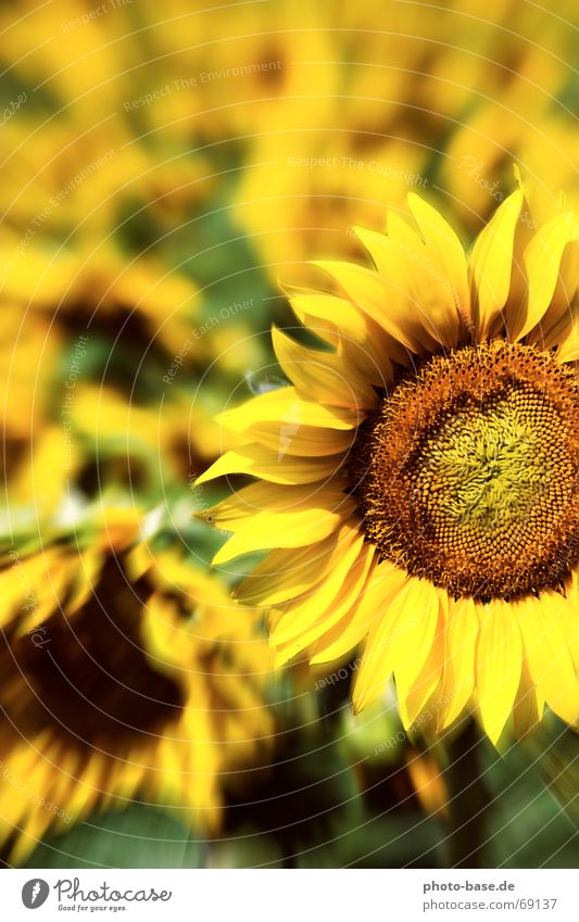 Sunflower of LSD Yellow Green Flower Flower field Field Sunflower field flash