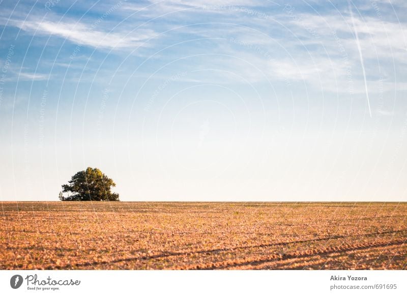 Babisnauer Poplar Nature Landscape Sky Clouds Sunrise Sunset Autumn Beautiful weather Tree Field Deserted Observe Famousness Natural Blue Brown Green Orange