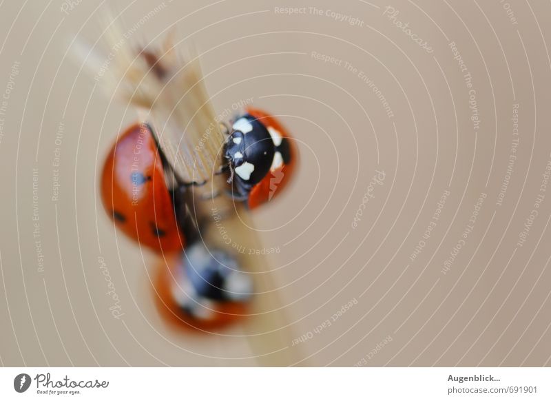 ladybird family... Beetle Ladybird 3 Animal Group of animals Flock Animal family Joy Happy Joie de vivre (Vitality) Safety (feeling of) Life