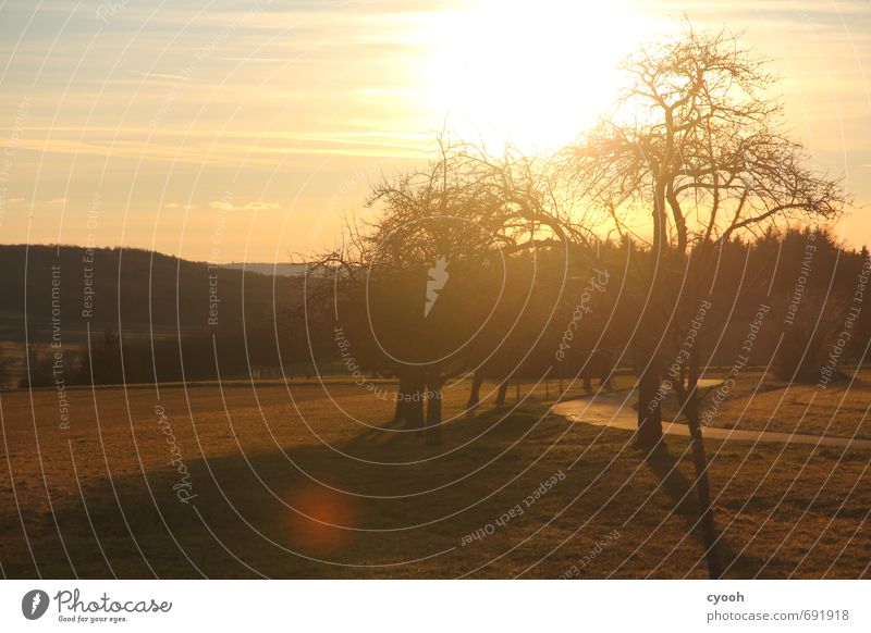 evening stroll Nature Landscape Sky Sunrise Sunset Sunlight Autumn Winter Tree Meadow Breathe To enjoy Illuminate Bright Gloomy Dry Warmth Gold Green Power