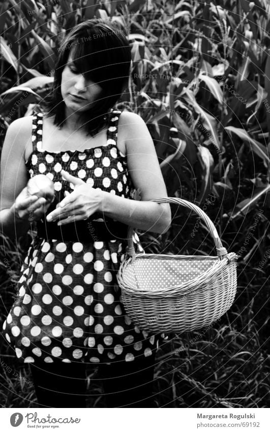 quick picnic in the maize field sw Dress Field Basket Point Maize Apple Nutrition