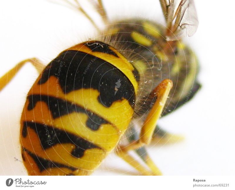 I'll show you my butt! Animal Insect Hexapod Wasps Black Yellow Striped Bee Small Movement Feeler Hymenoptera abdomen Wing Flying flying machine