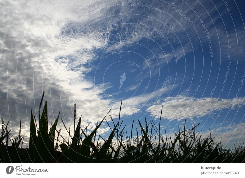 Clouds over the field Maize field Field Corn cob Provision Green Herbaceous plants Piston Eerie Dark Sheep Wool Under Harvest Plant Food Closed Sky Blue