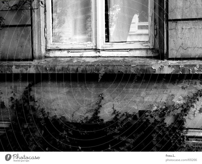 the house opposite Town house (City: Block of flats) Cornice Quarter House (Residential Structure) Window Reflection Tree Facade Ivy Flat (apartment)