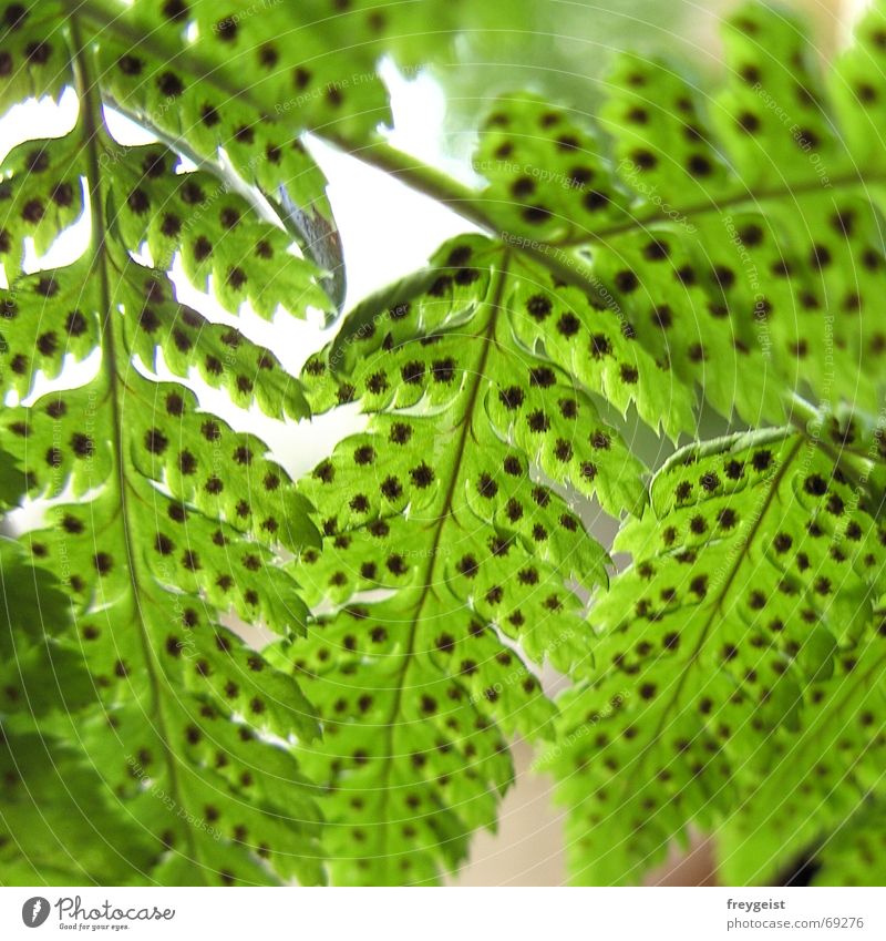 fern Plant Green Growth Pteridopsida Nature Bud natural