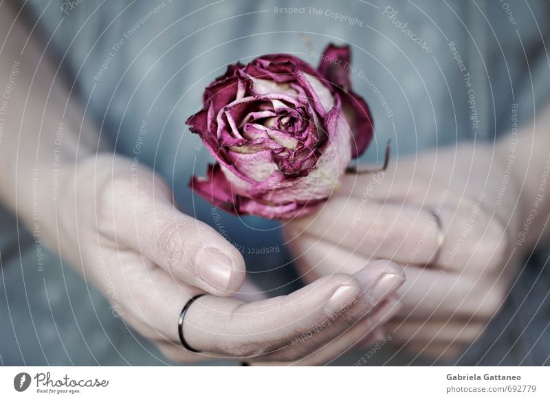 fragile Hand Fingers Blue Pink Rose Withered Shriveled Beautiful Sensitive Colour photo Exterior shot Shallow depth of field