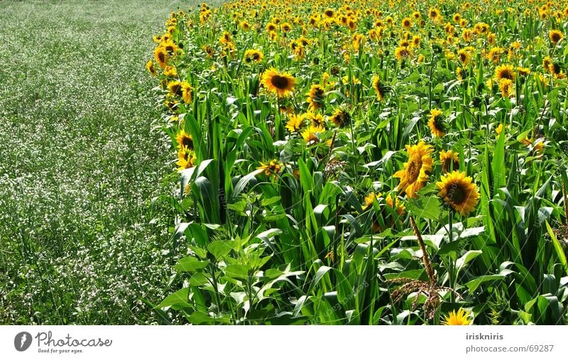 bee paradise Summer Sunflower Meadow Accumulation Yellow Green Bee Well-being Infinity Field Blossom Beautiful Exterior shot Sunflower field Nature