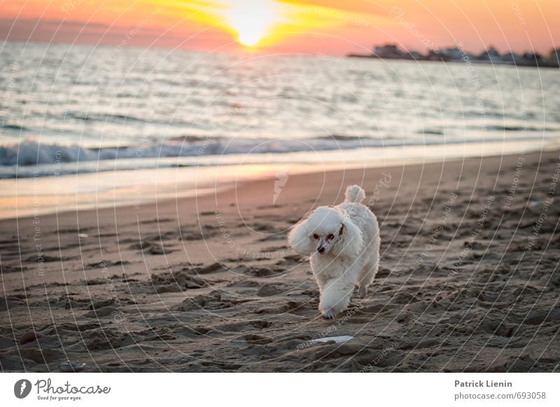 loner Environment Nature Landscape Elements Earth Sand Air Water Sky Clouds Sunrise Sunset Sunlight Weather Beautiful weather Waves Coast Beach Ocean Animal