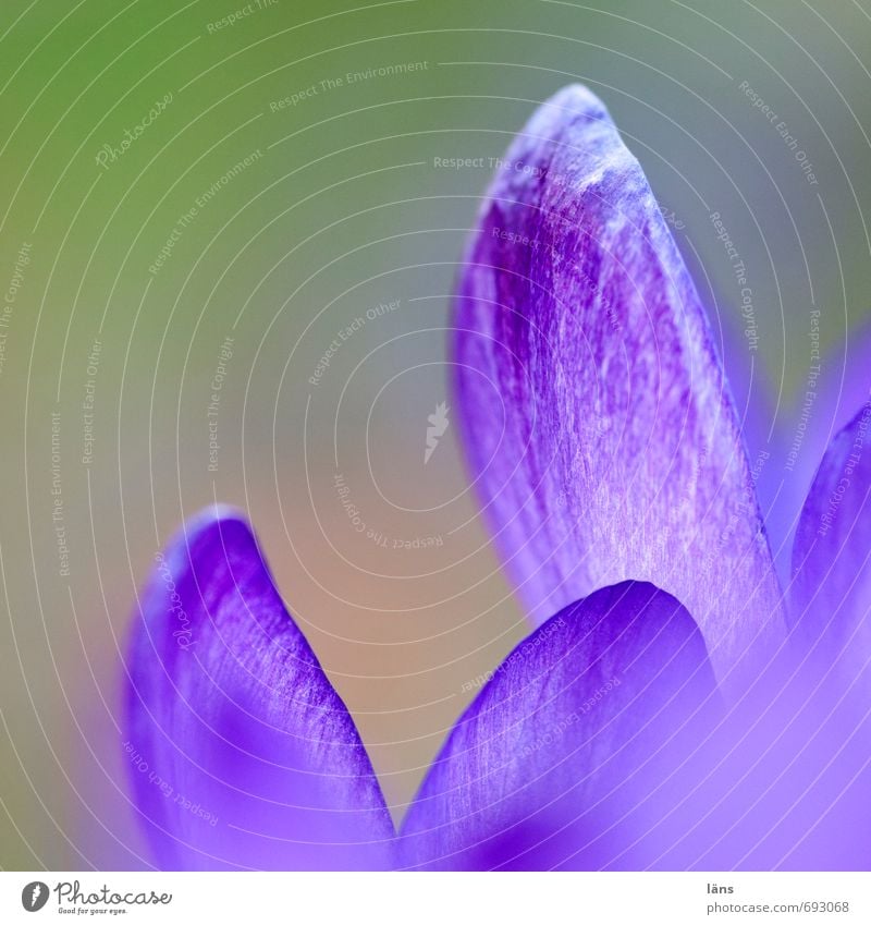 come on. hum hum hum Nature Plant Flower Blossom Crocus Blossoming Wait Fresh Violet Hope Colour photo Deserted Copy Space top