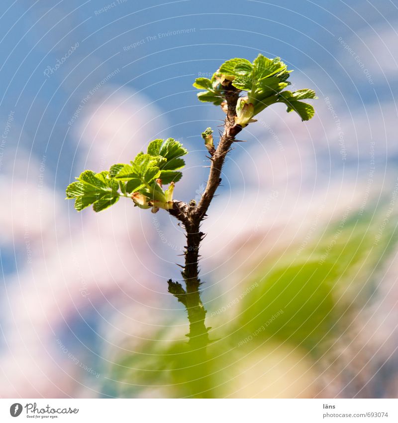 jutting Environment Nature Sky Bushes Wild plant Dog rose Blue Green White Leaf Upward Growth Colour photo Exterior shot