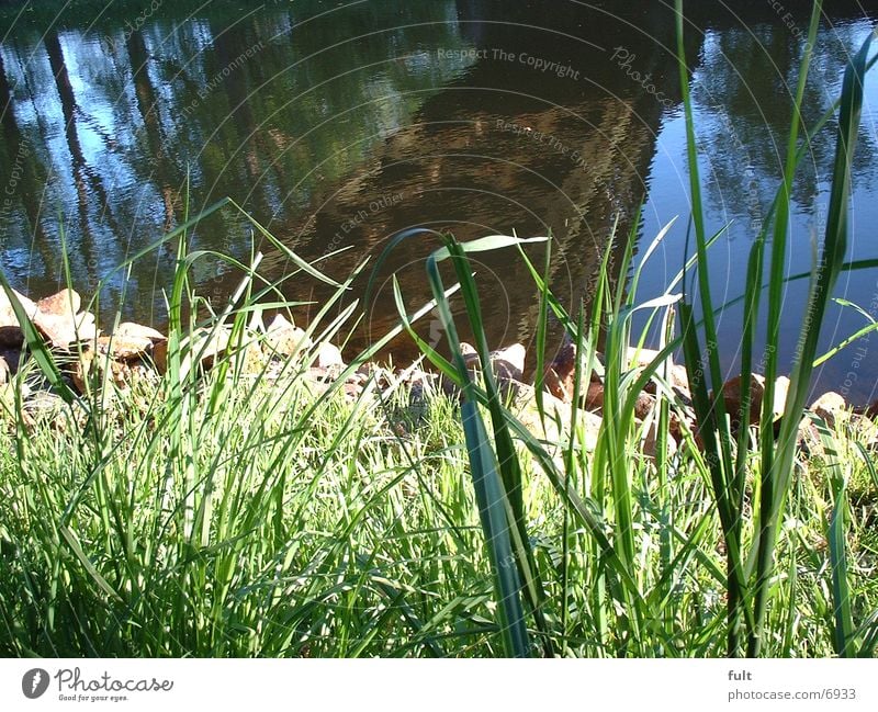 bank Grass Reflection Coast Water