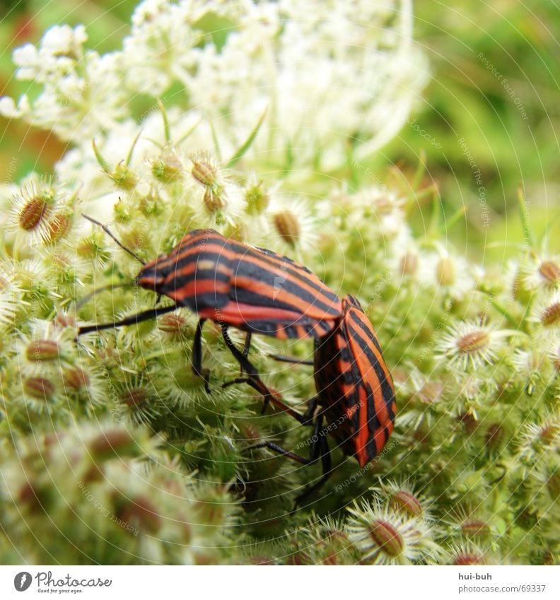 2 beetles Biology Important Together Plant Propagation Flower Animal Hind quarters Stick Feeler Stand Slip Future Feeding Cancelation Take Nature too far