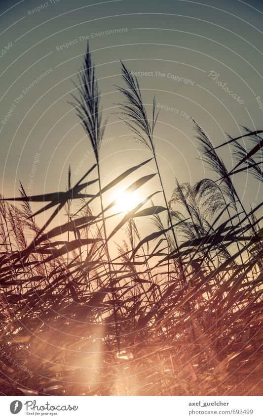 Reed in the Sun Environment Nature Plant Grass Foliage plant Yellow Gold Spring fever Willpower Warm-heartedness Colour photo Exterior shot Day Light Contrast