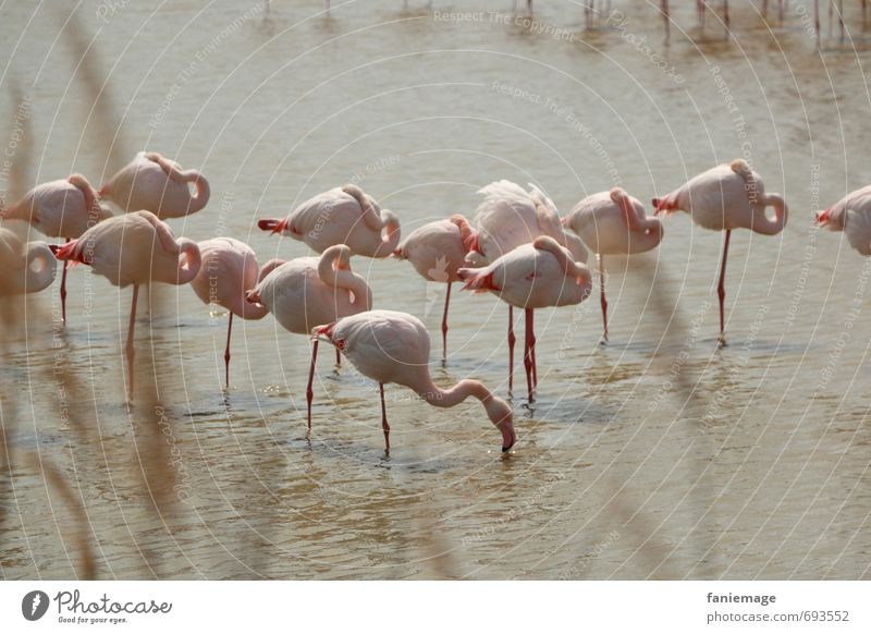 peaceful get-together Environment Nature Water Bushes Coast Lakeside Pond Flamingo Sleep Bird Zoo Walsrode Camargue Southern France Siesta One-legged Peaceful