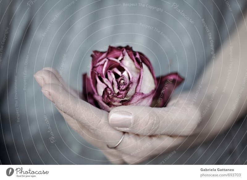 caught Flower Rose Pink Hand Safety (feeling of) Limp Single-handed Withered Old Dry Catch To hold on Colour photo Subdued colour Shallow depth of field