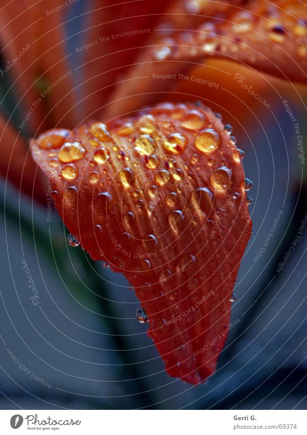 tongue Leaf Blossom Blossom leave Rain Drops of water Wet Dry Flower Lily raindrops Orange Blue Tongue Nature What else?