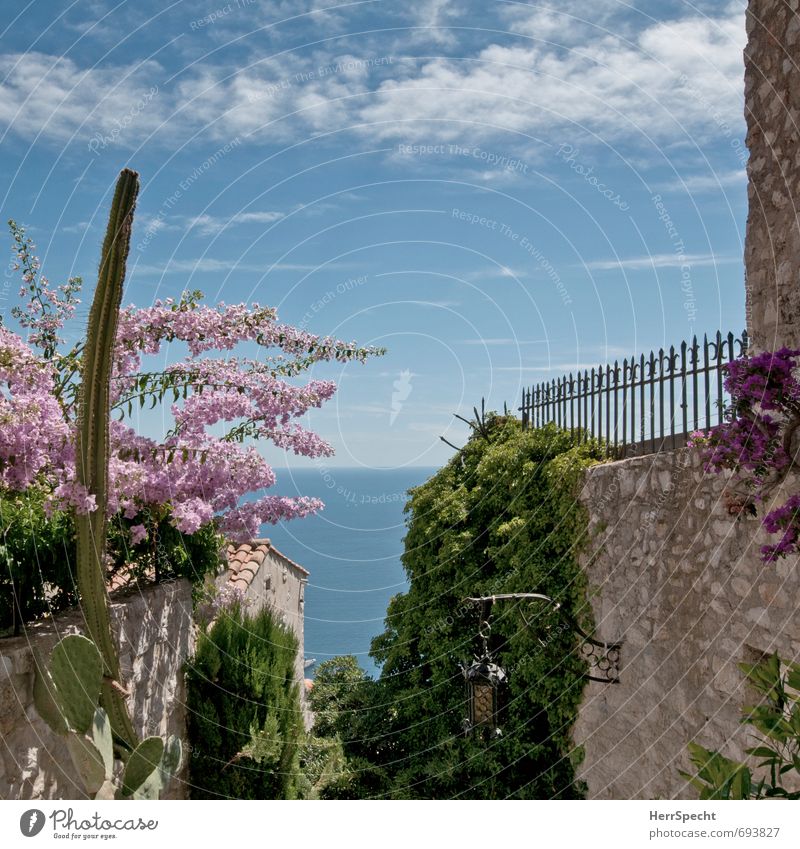 transparency Plant Sky Clouds Summer Beautiful weather Blossom Foliage plant Garden Ocean Mediterranean sea Cote d'Azur France Village Deserted