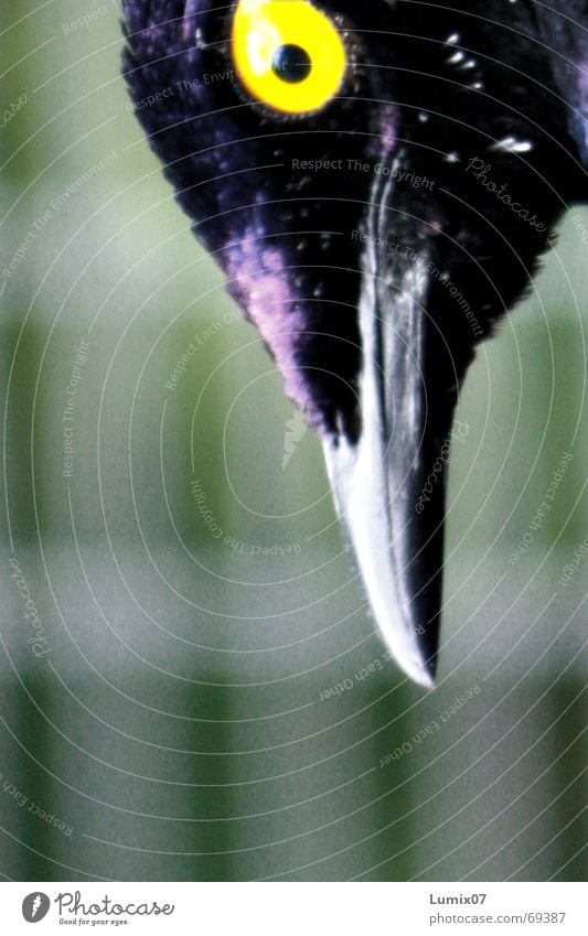 Hey, what are you doing? Bird Beak Yellow Violet Looking Eyes Blue Point