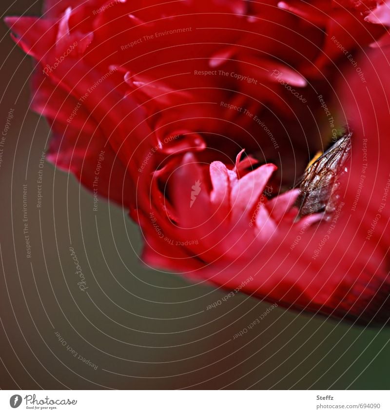 Inside - a bee wrapped and sheltered in a poppy blossom Poppy Poppy blossom Bee wasp Domestic native wild plant native wildflower red poppy Corn poppy